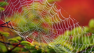spider web with water dew in closeup photography HD wallpaper