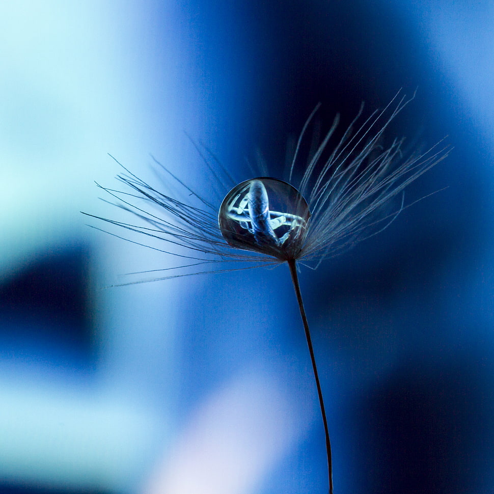 selective focus of black petaled flower HD wallpaper
