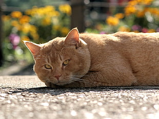 orange tabby cat laying on gray concrete floor