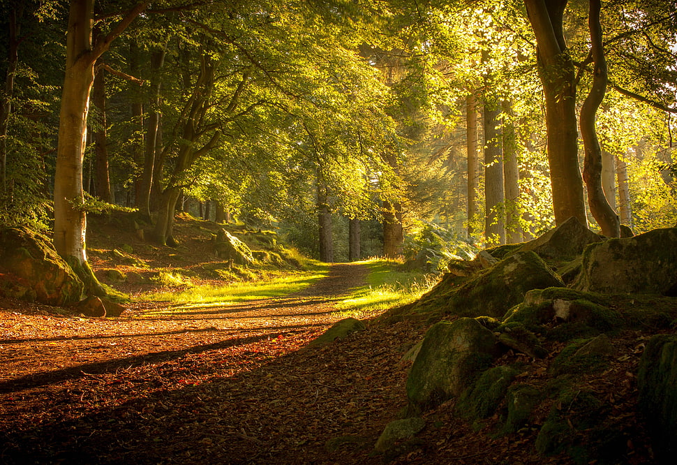 green leafed tree, forest, plants, landscape, path HD wallpaper