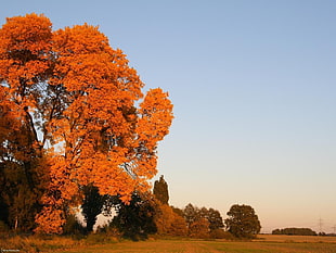 low angle photo of maple tree during sunrise
