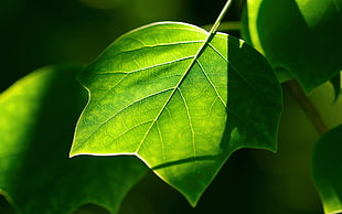 macro photography of green leaf
