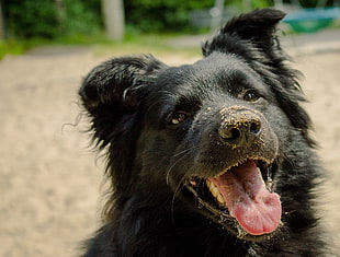 medium short-coated black dog