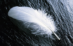 white feather on gray panel