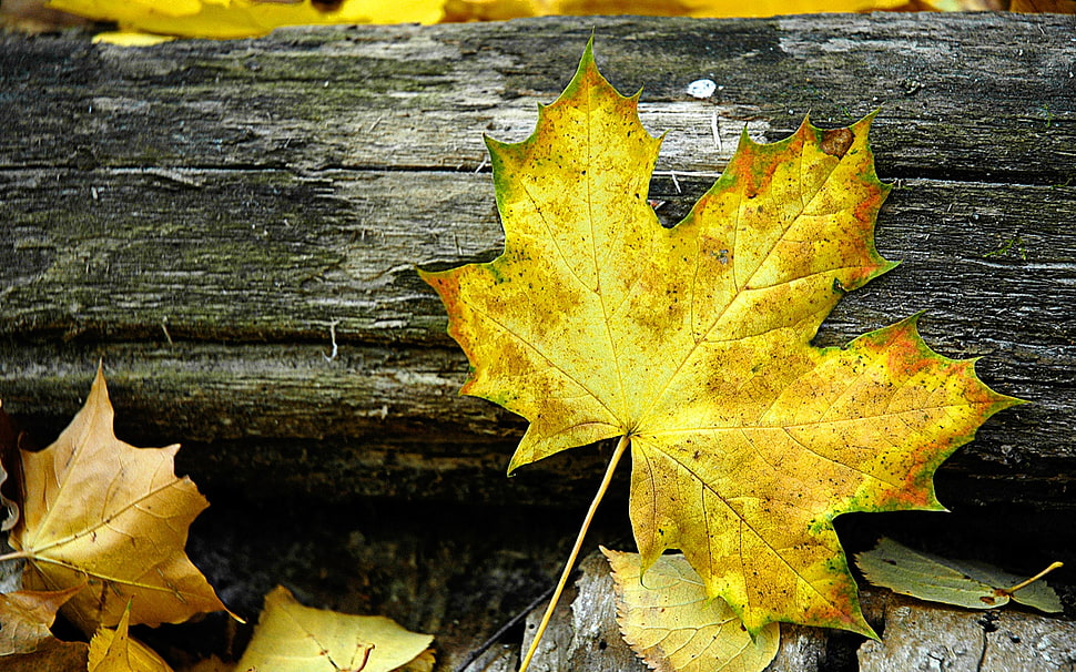 brown Maple leaf HD wallpaper
