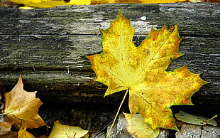 brown Maple leaf HD wallpaper