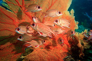 shoal of red-and-white pet fisjh HD wallpaper