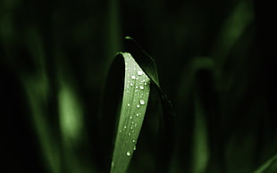 green grass closeup photo