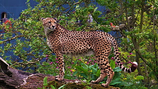 cheetah, animals, cheetahs, big cats HD wallpaper