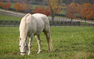 white horse eating grass photography