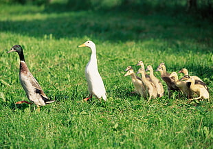 mallard duck, white duck, and flock of ducklings walking on the grass at daytime
