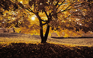 silhouette of brown-leafed tree at golden hour