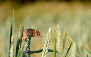 mouse in grass while daytime HD wallpaper