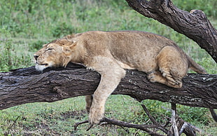 lion laying on gray tree