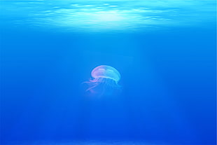 jelly fish photography