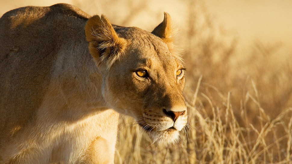 Female Lion selective focus photography HD wallpaper