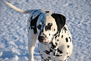 adult dalmatian, Dalmatian, Dog, Snow HD wallpaper