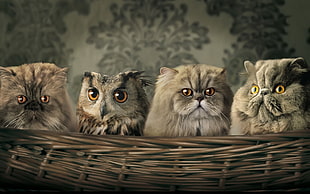 three gray cats and one owl, animals, cat, owl, baskets