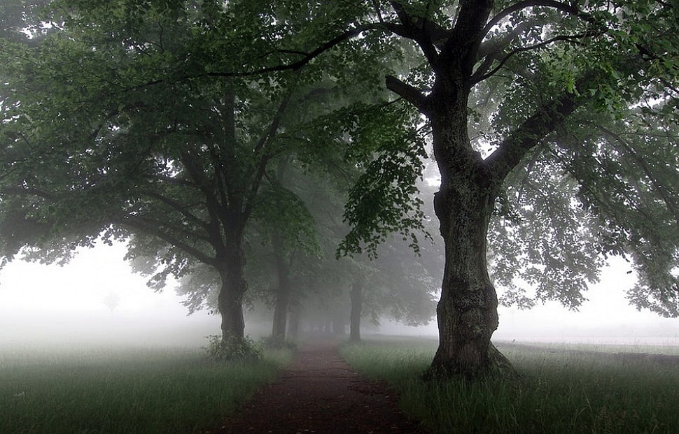 green leafed trees, nature, landscape, mist, path HD wallpaper