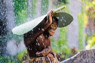 monkey covering rain with green leaf