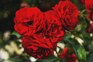 selective focus of red roses