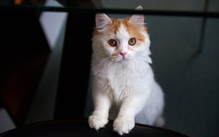 white and orange cat