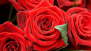 macro shot photography of red rose HD wallpaper