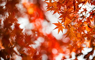 selective focus of orange maple leaves