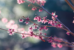 selective photo of pink petaled flowers