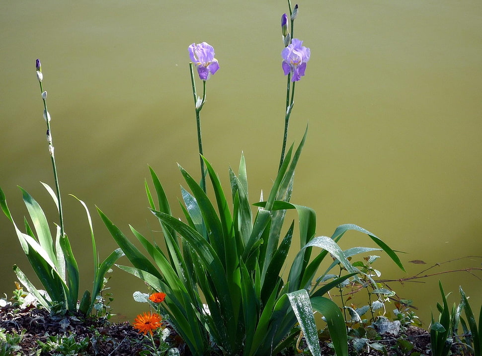 two purple flowers HD wallpaper