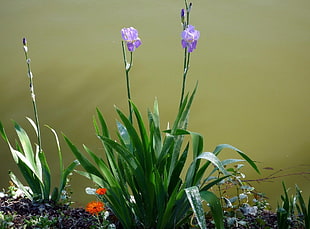 two purple flowers