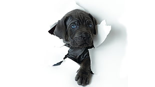 black Great Dane puppy HD wallpaper