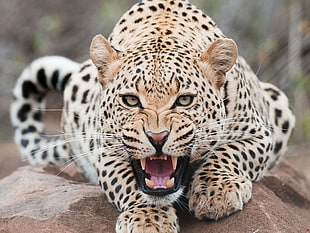 brown and black leopard, jaguars, animals