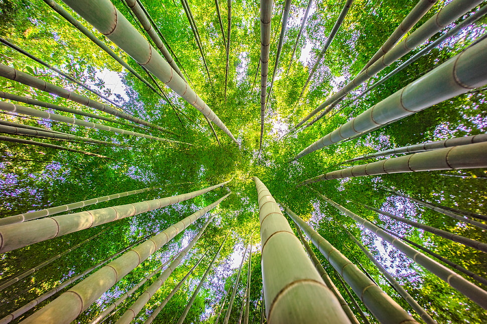 Bamboo trees ant view HD wallpaper