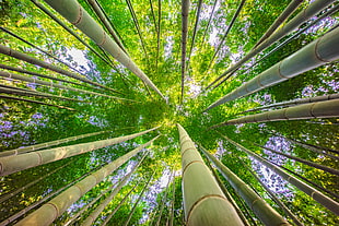 Bamboo trees ant view HD wallpaper