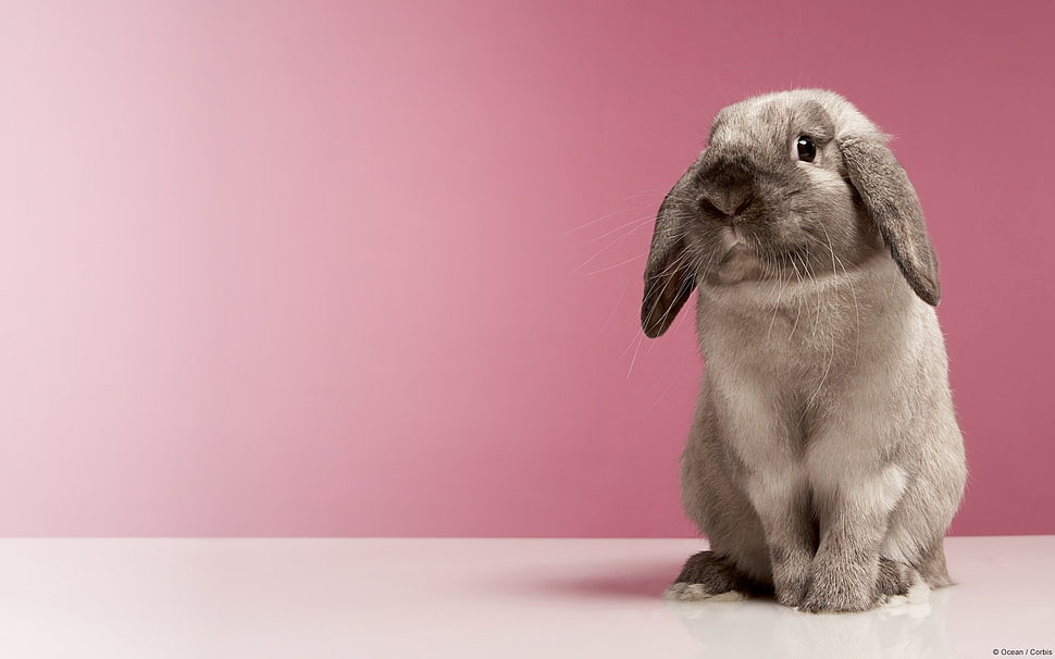 white and black rabbit with pink background HD wallpaper