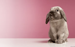 white and black rabbit with pink background