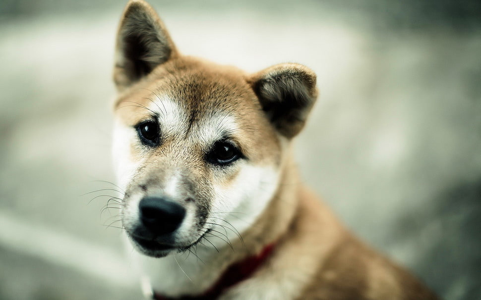 New Guinea Singing dog HD wallpaper