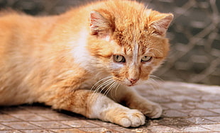 close-up photo of orange tabby cat