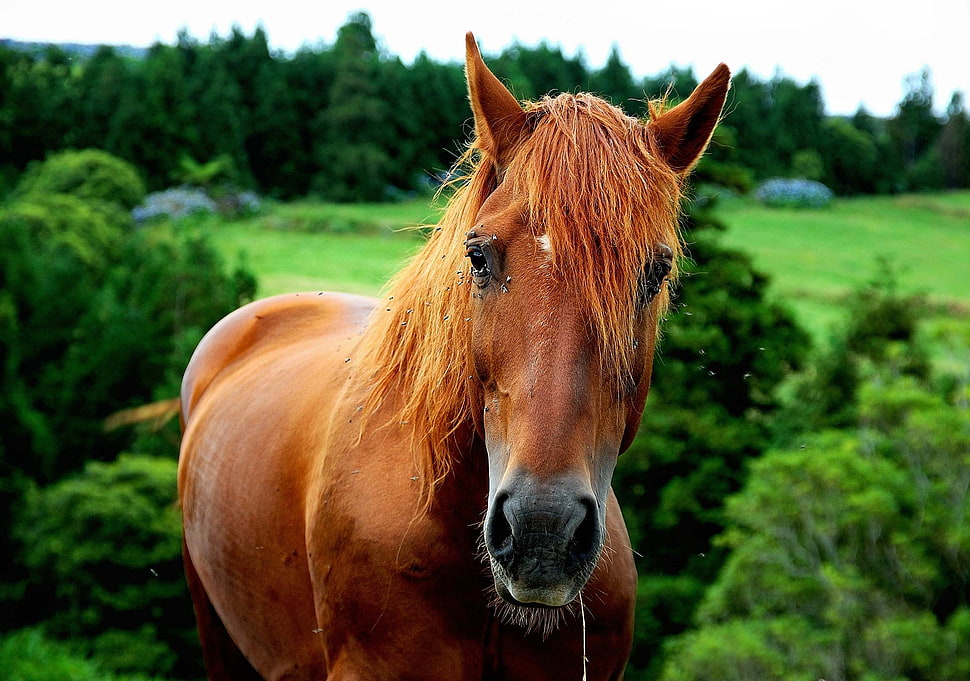 selective focus of brown horse behind trees at daytime HD wallpaper