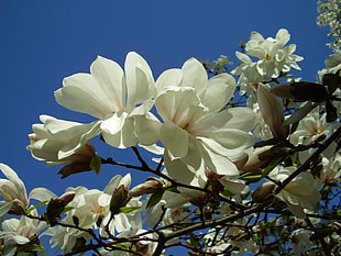 photo of white petaled flower