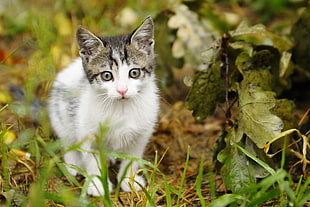 white and grey kitten on brown grass field