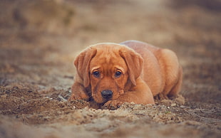dark Golden Retriever puppy on focus photo