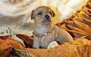 short-coated tan puppy with gold-colored necklace