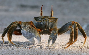 shallow focus photography of brown and gray crab on brown sand