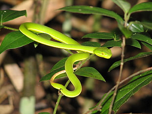 macro photography of green snake on top of green plant