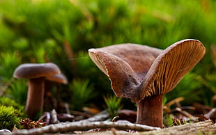 close up photography of mushroom