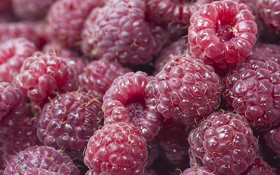 malberry lot HD wallpaper