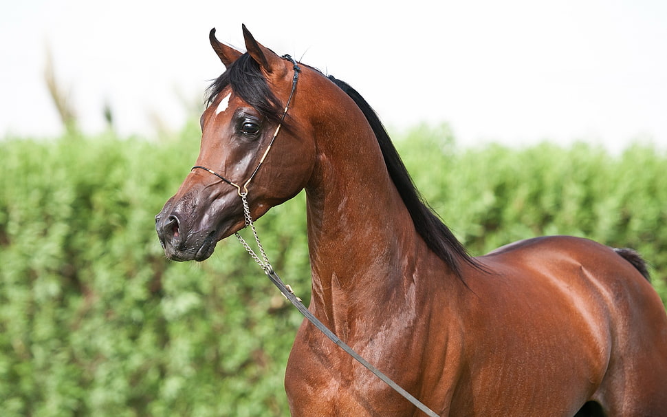 brown horse HD wallpaper