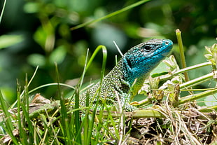 blue and green lizard on green grass, lacerta bilineata HD wallpaper
